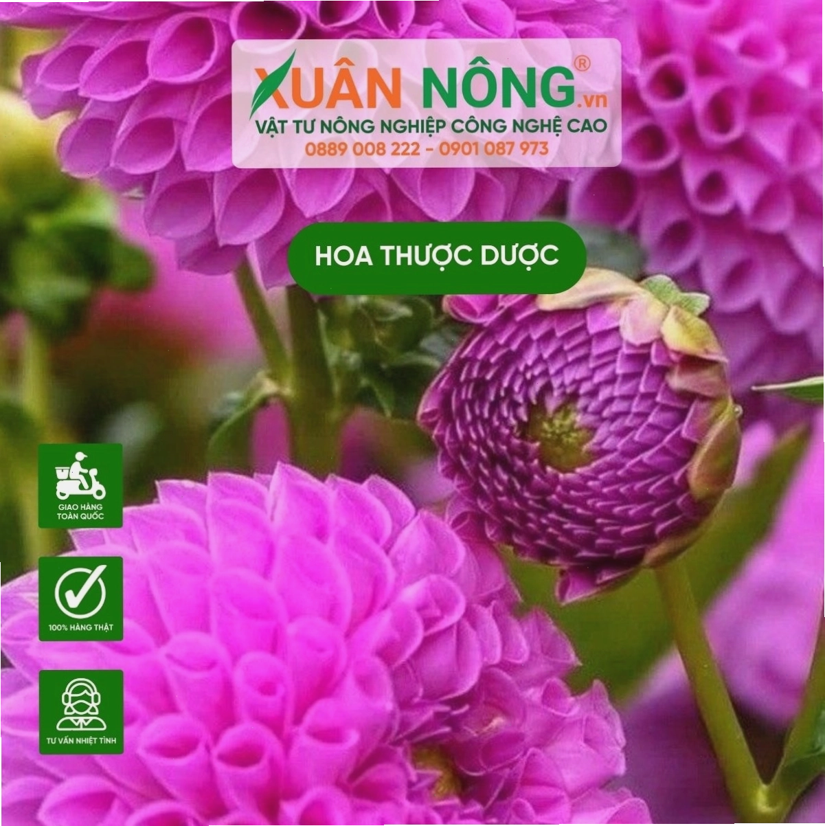 Tưới nước cho cây hoa thược dược