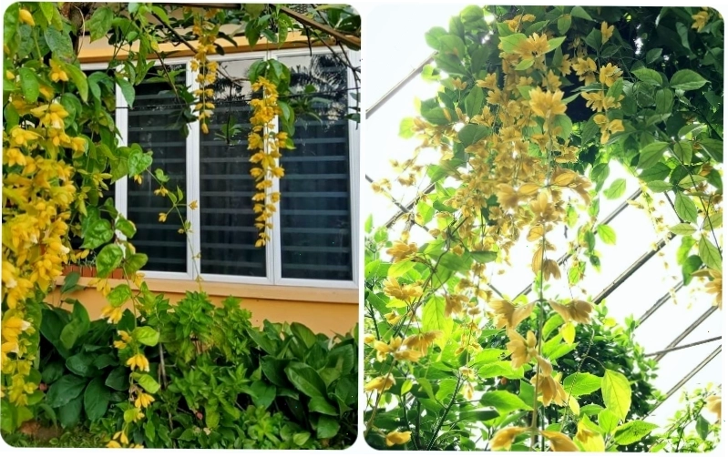 Tưới nước đều đặn giúp duy trì độ ẩm cho lan Hoàng Dương