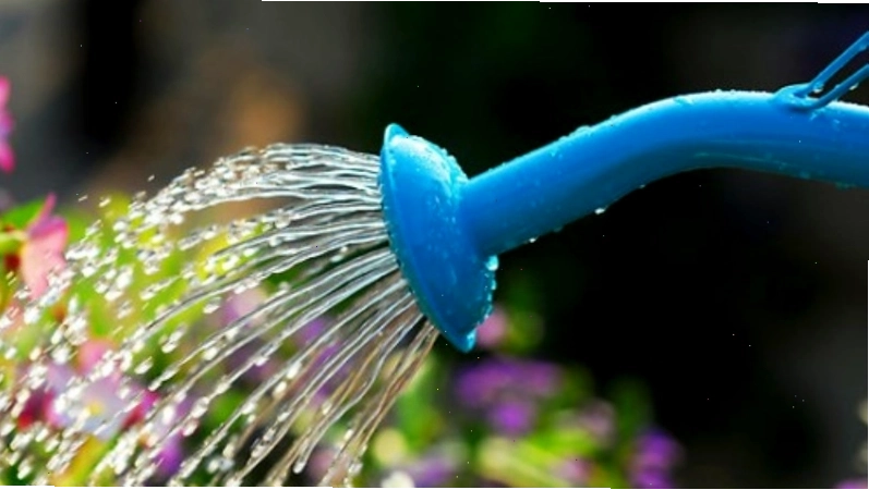 Tưới nước đều đặn là cách chăm sóc hoa tường vi hiệu quả