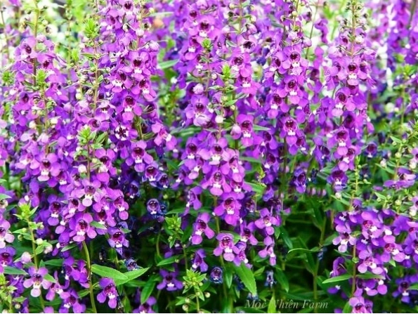 Tưới nước đúng cách cho hoa Ngọc Hân