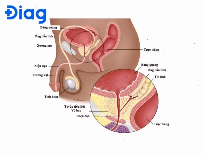 Tuyến tiền liệt đóng vai trò quan trọng trong chức năng sinh lý nam giới