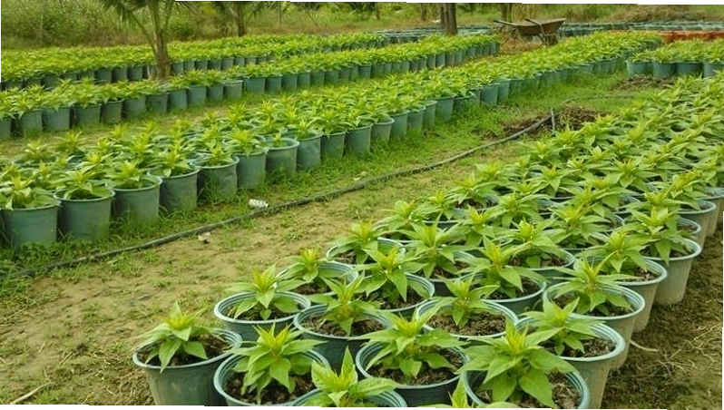 Ươm mầm cây hoa mào gà giống