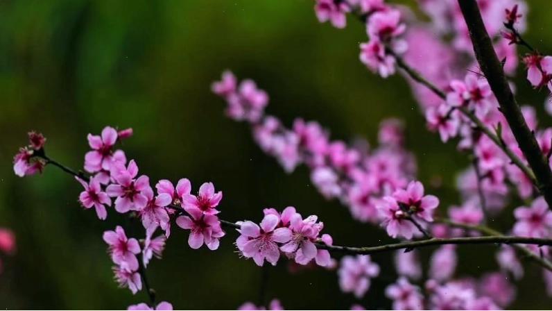 Vẻ đẹp hoang sơ của hoa đào rừng
