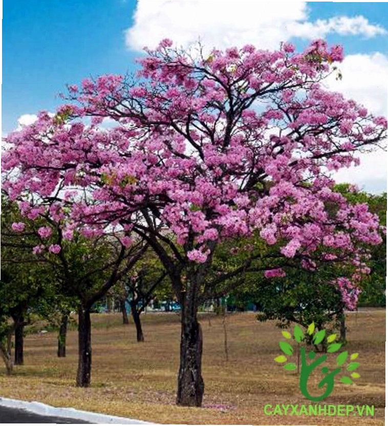 Vẻ đẹp rực rỡ của cây loa kèn hồng khi ra hoa