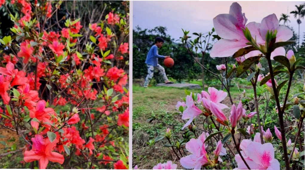 Vẻ đẹp thanh tao và ý nghĩa sâu sắc của hoa đỗ quyên