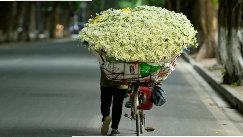 Vẻ đẹp tinh khôi của hoa cúc họa mi