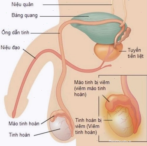 Vị trí của ống dẫn tinh liên quan đến cấu trúc tinh hoàn