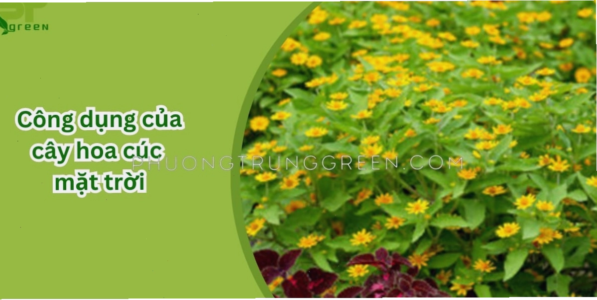 Ý nghĩa của hoa cúc mặt trời trong phong thủy và tình yêu