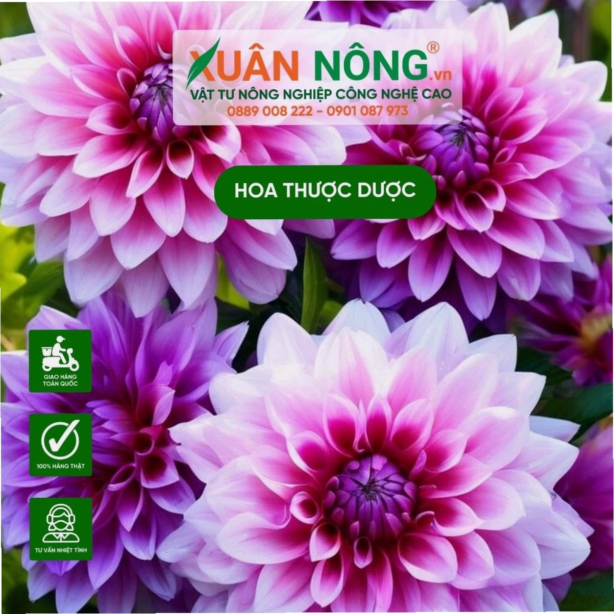 Ý nghĩa của hoa thược dược trong ngày Tết