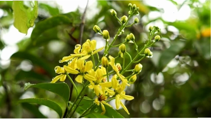 Ý nghĩa phong thủy của cây mai hoàng yến