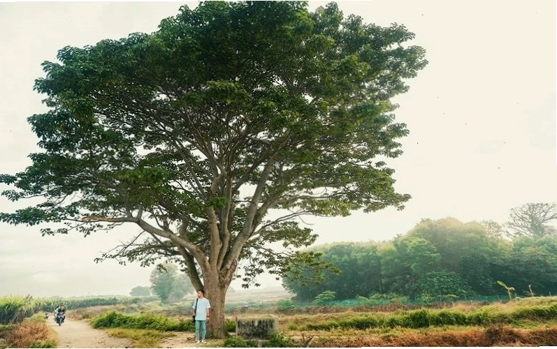 Ý nghĩa phong thuỷ của cây Ngô Đồng Trung Quốc