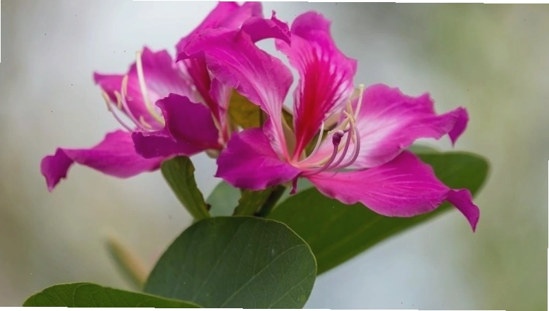 Ý nghĩa phong thủy tốt đẹp của cây móng bò tím