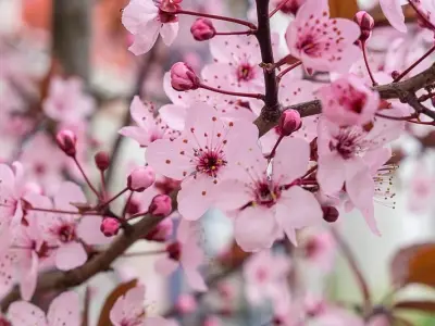 Tổng hợp ảnh hoa anh đào tuyệt đẹp đầy màu sắc tươi sáng