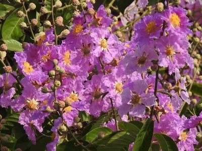 Bộ sưu tập ảnh hoa bằng lăng tím tuyệt đẹp cho mùa hè rực rỡ
