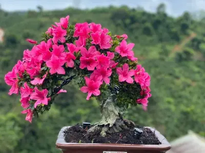 Ảnh hoa đỗ quyên đẹp rực rỡ, biểu tượng may mắn