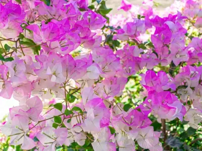 Những bức ảnh hoa giấy rực rỡ làm sáng không gian nhà bạn