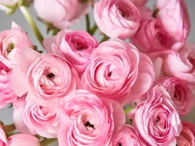 Hình ảnh hoa mao lương rực rỡ và tràn đầy sức sống
