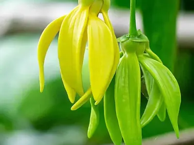 Ngắm nhìn ảnh hoa móng rồng đẹp rực rỡ đầy sức sống