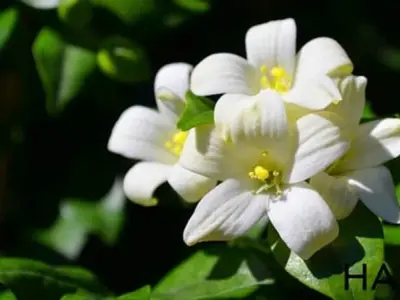 Ảnh hoa nguyệt quế đẹp, tượng trưng cho thành công