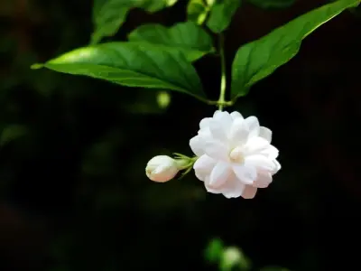 Ngắm nhìn những bức ảnh hoa nhài đẹp nhất mọi mùa hoa