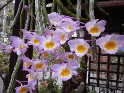 Thưởng thức bộ ảnh hoa phong lan rừng tinh tế và lãng mạn