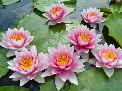 Ảnh hoa súng sống động mang đến cảm giác thư giãn tinh thần