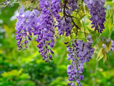 Hình ảnh hoa tử đằng độc đáo, mang vẻ đẹp thiên nhiên tinh tế