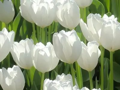 Khám phá ảnh hoa tulip đầy màu sắc, tươi mới