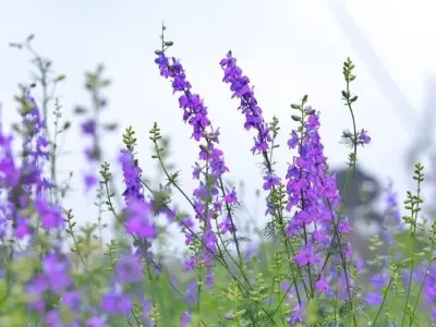 Ngắm ảnh hoa violet đẹp, gợi cảm giác bình yên