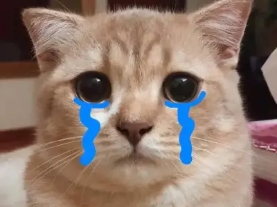 Những meme động vật vui nhộn khiến người xem thích thú