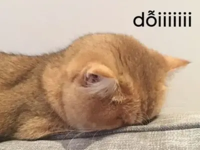 Những meme về thú cưng thú vị khiến cộng đồng yêu thích