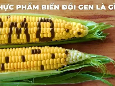 Thực phẩm biến đổi gen và những rủi ro tiềm ẩn cho sức khỏe