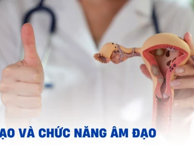 Âm đạo là gì? Cấu tạo, chức năng và những điều cần biết