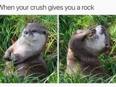 Animal Memes: Tuyển Tập Ảnh Hài Hước Nhất Năm 2026