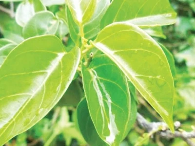 Bà bầu 3 tháng đầu ăn lá giang được không? Lợi ích và lưu ý