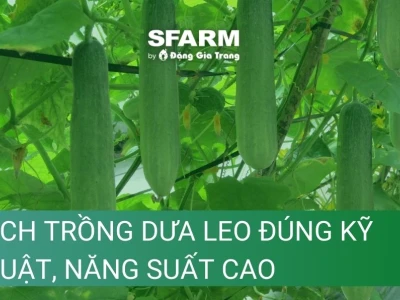 Bí quyết chăm sóc dưa leo hiệu quả giai đoạn ra hoa