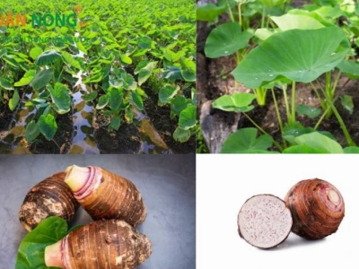 Bí quyết trồng khoai môn hiệu quả cho năng suất cao quanh năm