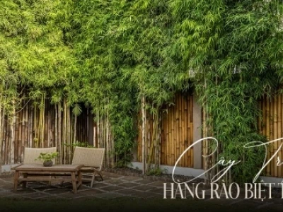 Các Loại Hoa Trồng Hàng Rào Nở Quanh Năm Giúp Không Gian Thêm Sức Sống