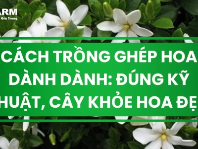 Hoa Dành Dành Kép: Vẻ Đẹp Tinh Khôi và Hương Thơm Ngàn Dặm