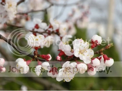 Hoa Hạnh Phúc Loài Hoa Mang Ý Nghĩa Trọn Vẹn