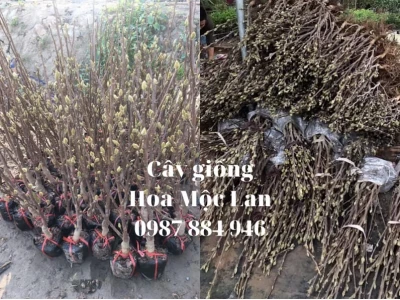 Hoa Mộc Lan Cẩm Tú: Hướng Dẫn Trồng và Chăm Sóc Toàn Diện