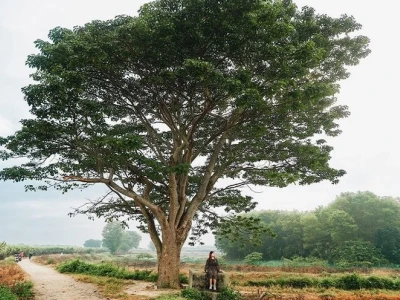 Hoa Ngô: Vẻ Đẹp Bình Dị Và Ý Nghĩa Bất Ngờ