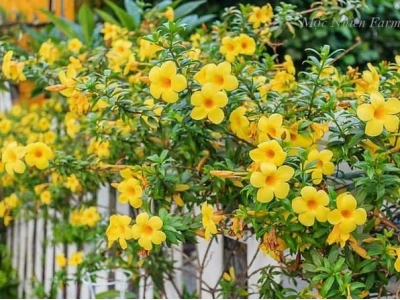 Hoa Quỳnh Anh Vàng Sức Sống Bừng Cháy Giữa Đời Thường