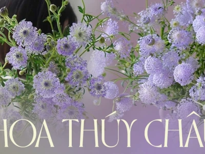 Hoa Thúy Châu Vẻ Đẹp Tinh Khôi, Ý Nghĩa Sâu Sắc