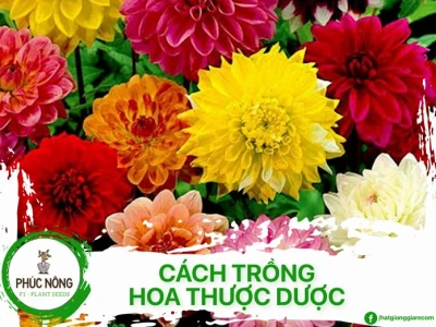 Hướng dẫn cách trồng hoa thược dược bằng củ chi tiết