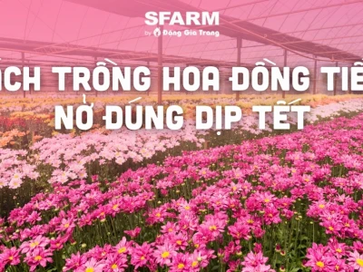 Hướng dẫn chi tiết cách trồng hoa đồng tiền trong chậu