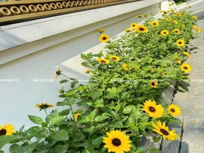 Hướng dẫn trồng và chăm sóc hoa hướng dương lùn đơn tại nhà