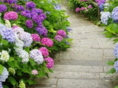 Khám phá các loại hoa dễ trồng, sống lâu cho khu vườn thêm sức sống
