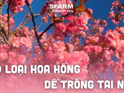 Khám phá các loại hoa hồng đẹp nhất để trồng tại nhà năm 2026