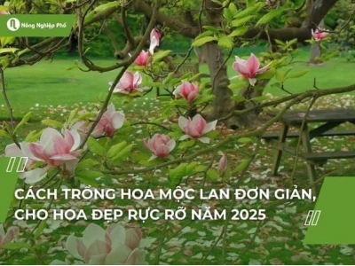 Khám Phá Hoa Mộc: Ý Nghĩa Sâu Sắc, Cách Trồng Và Công Dụng Tuyệt Vời